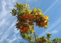 fruit_tree_1