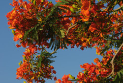 Flowers of Israel - Delonix regia