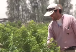 israeli farmer plants trees