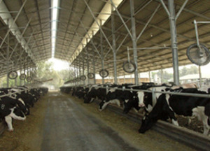 A modern cow shed in Israel. (photo: agrivision-ltd.com)