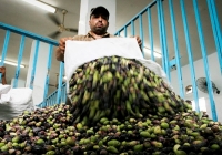 Olive harvest in Israel. (Photo: Abed Rahim Khatib/Flash90)