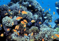 Israel's Eilat coral reef