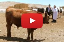 Temple Institute Working to Get a Kosher Red Heifer for Jewish Temple Beit Hamikdash