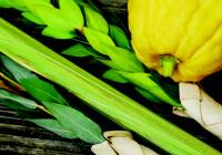 Lulav and etrog