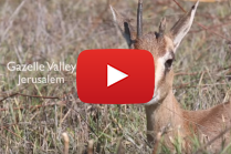 Gazelle Valley, Jerusalem