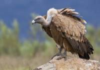 Israeli vulture