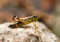 Israel Grasshopper robot