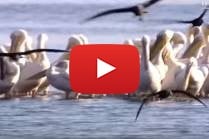 Hula Valley Birds