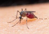 Israeli malaria detection