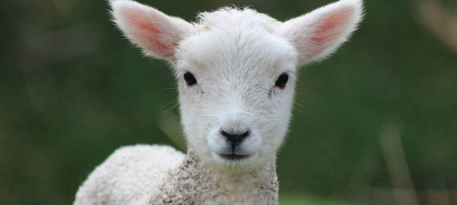 lamb