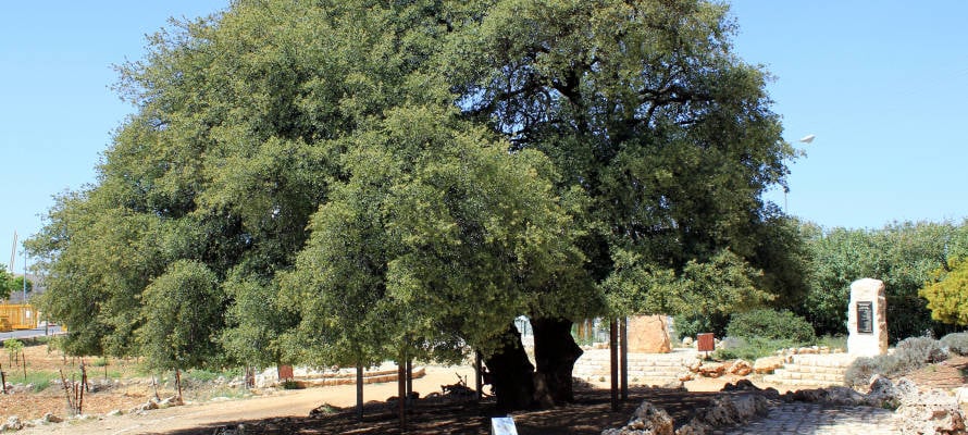 The Lone Tree of Gush Etzion