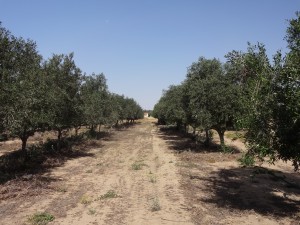 Tifrach Orchard