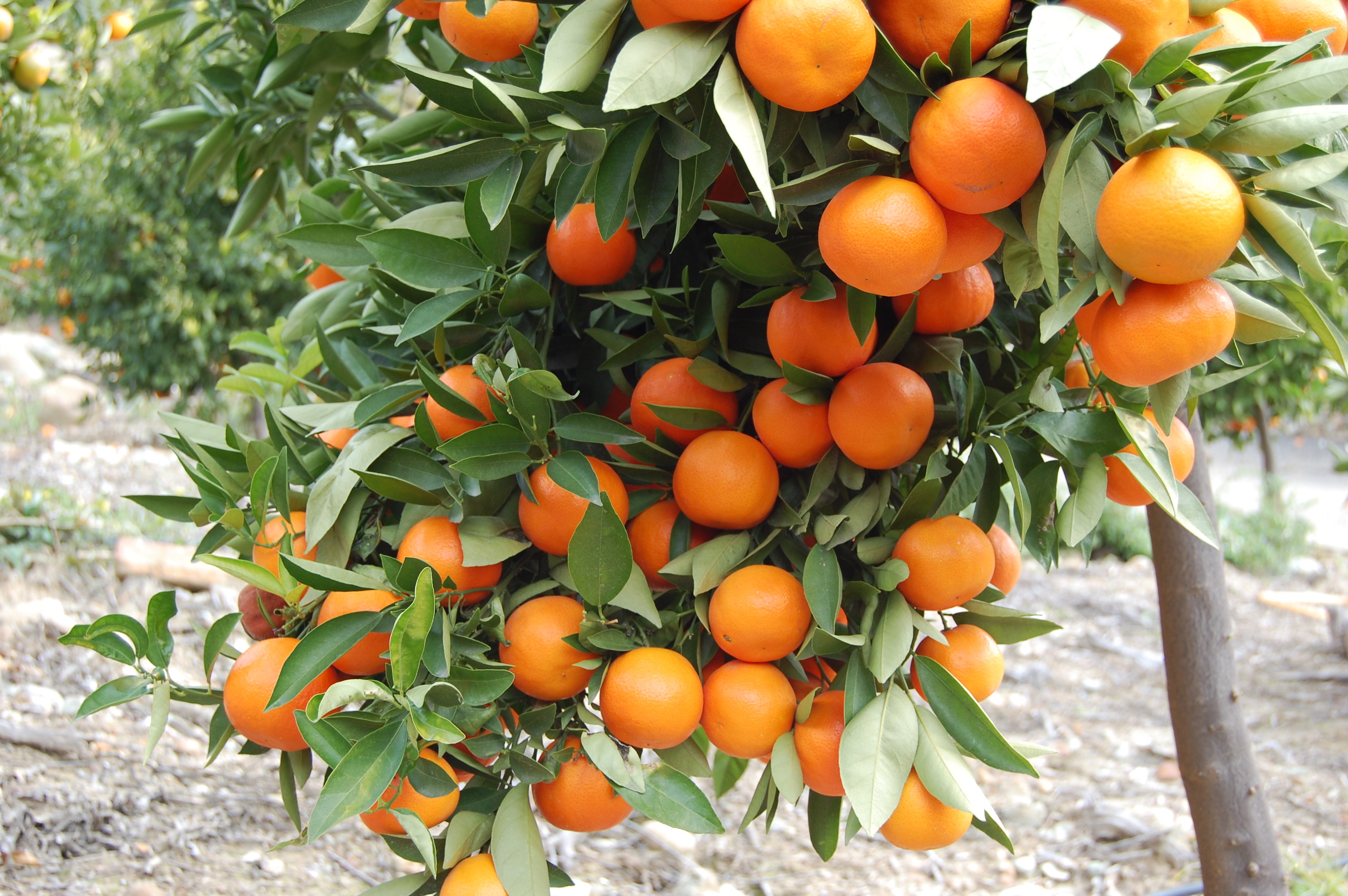 أشجار الفاكهة الإسرائيلية