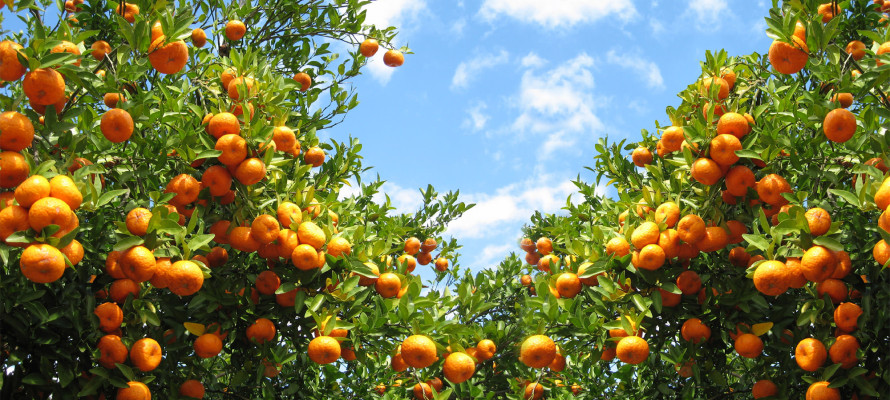 Orange tree