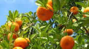 plant fruit trees in israel