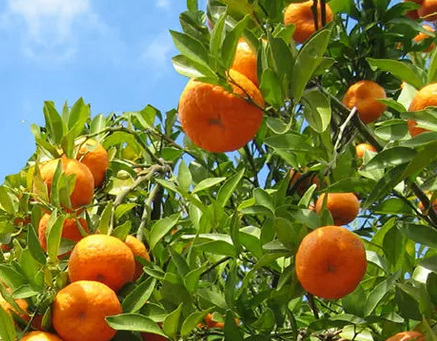 plant fruit trees in israel