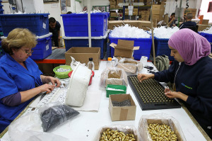 Israelis and Palestinians work side by side at factory in Judea. (Nati Shohat/Flash90)