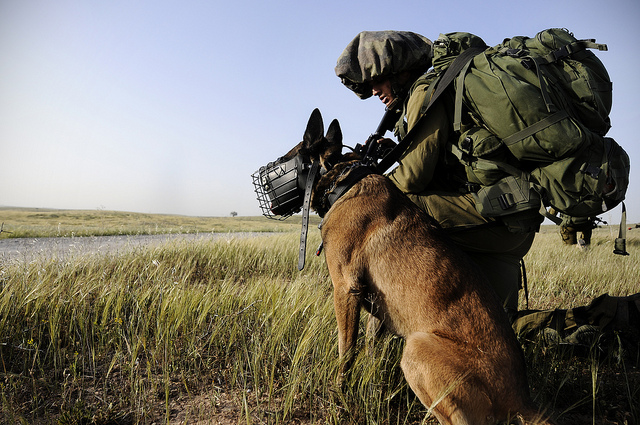 IDF canine