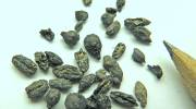 1,500 Year Old Charred Grape Seeds. (Media Relations/University of Haifa)