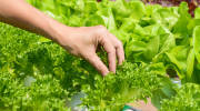 Plant your own crops! (Shutterstock)