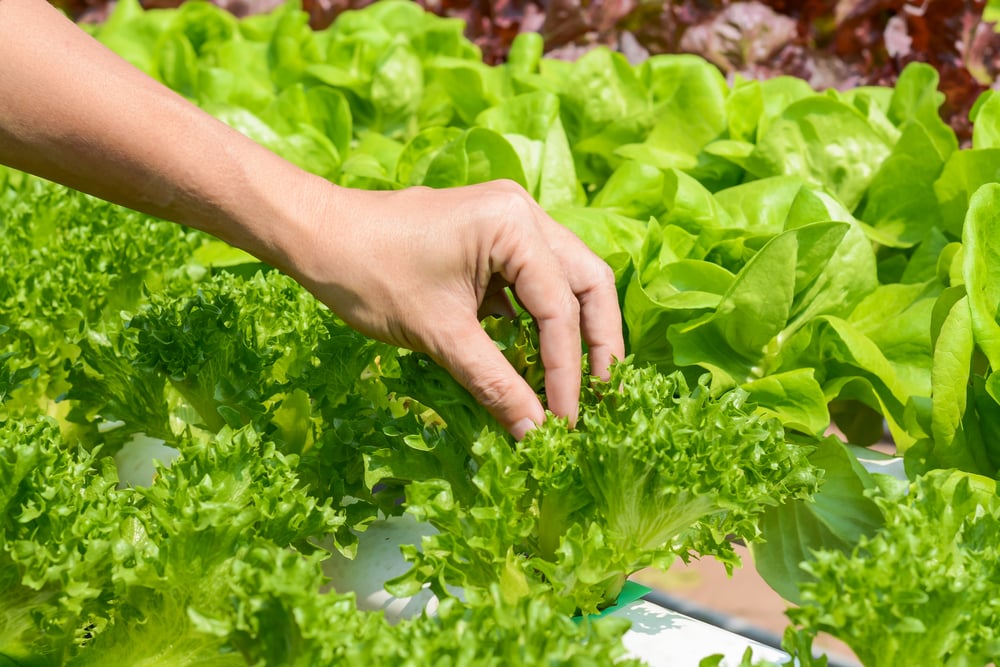 Plant your own crops! (Shutterstock)