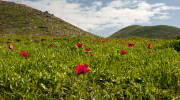 Galilee flowers.