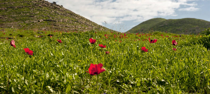 Galilee flowers.