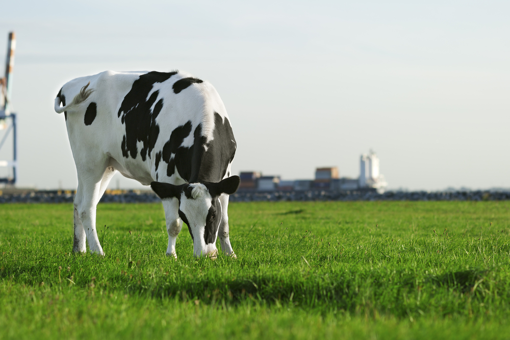 Israel India Milk Production