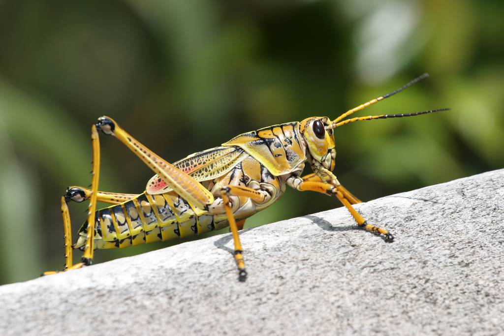 World Hunger Grasshopper