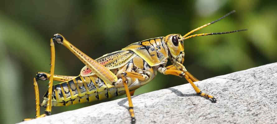Image result for grasshopper pesticide