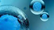 Stem cell