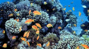 Israel's Eilat coral reef