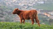 Red heifer