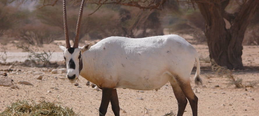 Arabian oryx