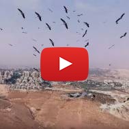 The Astounding Beauty of Israel - Storks Flying on Thermals