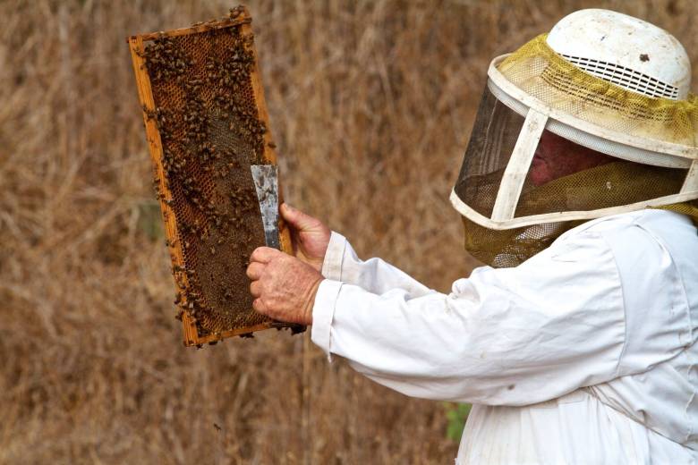 Israeli beekeeper