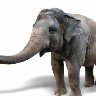 Israel elephant