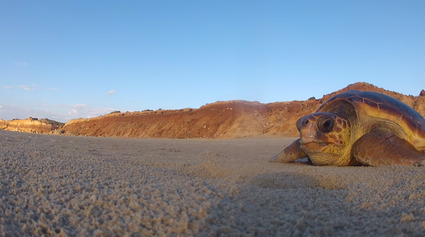 In Israel All Life is Precious Even If You're a Turtle