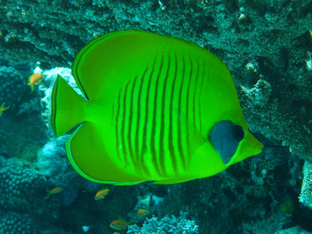 green fish in Israel