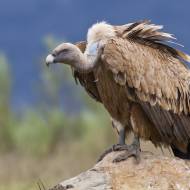 Israeli vulture