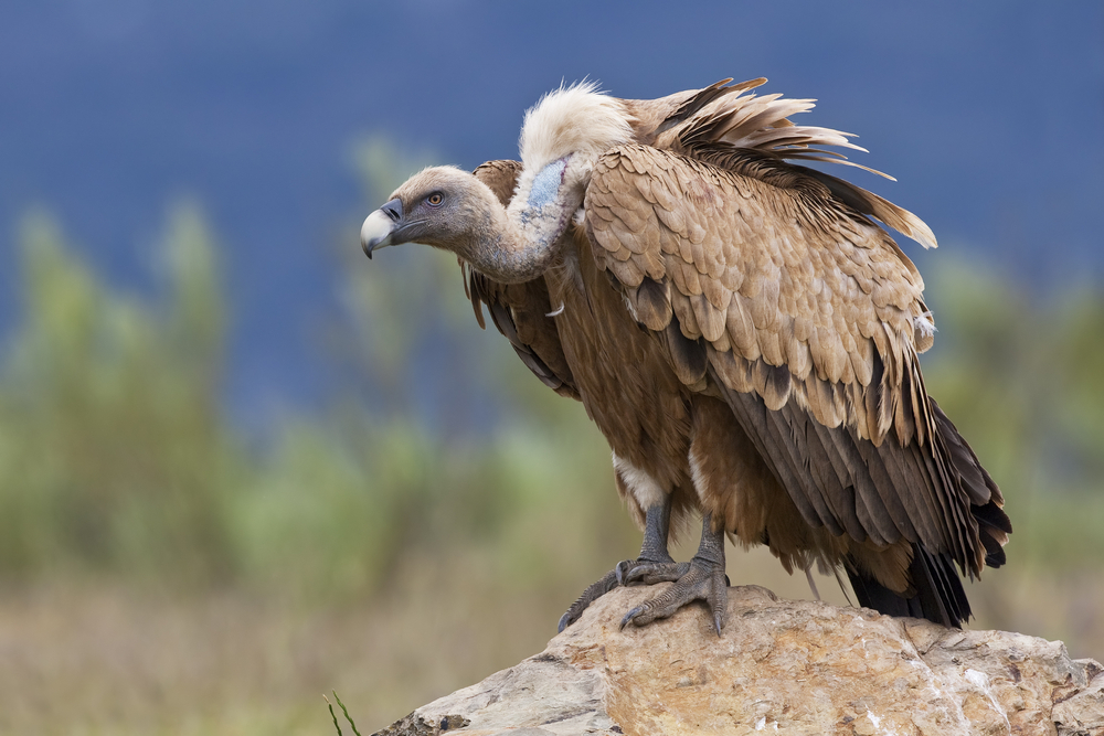 Israeli vulture