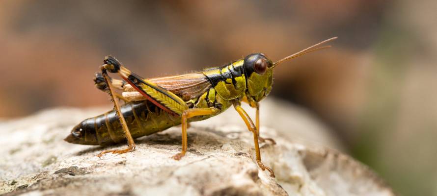Israel Grasshopper robot