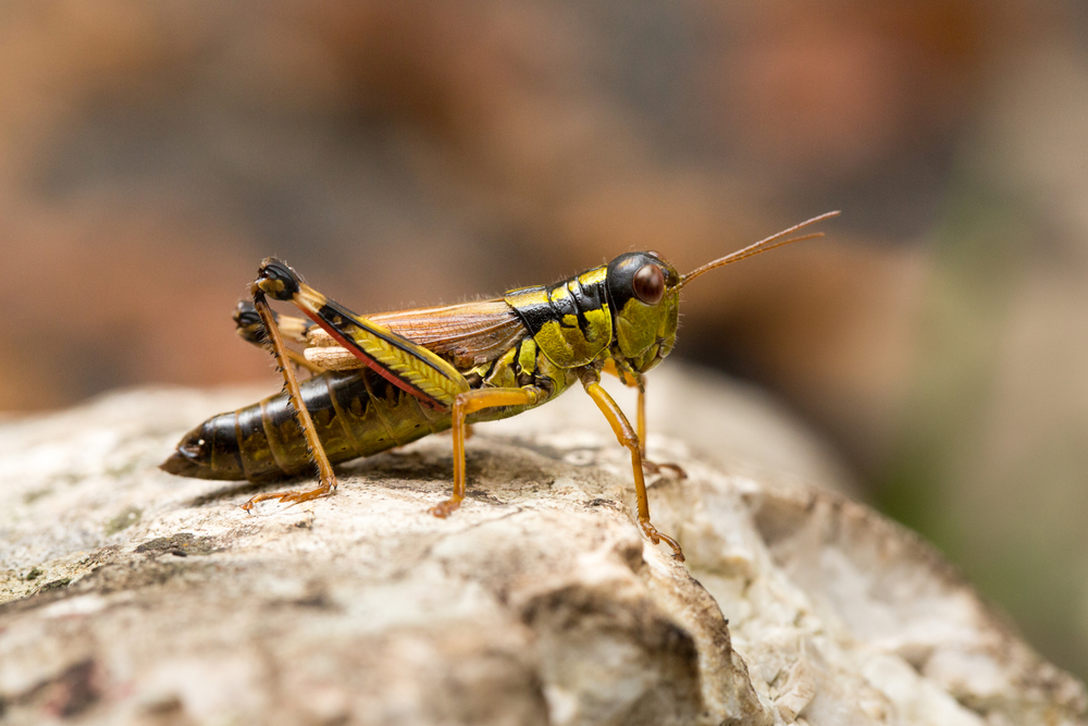 Israel Grasshopper robot