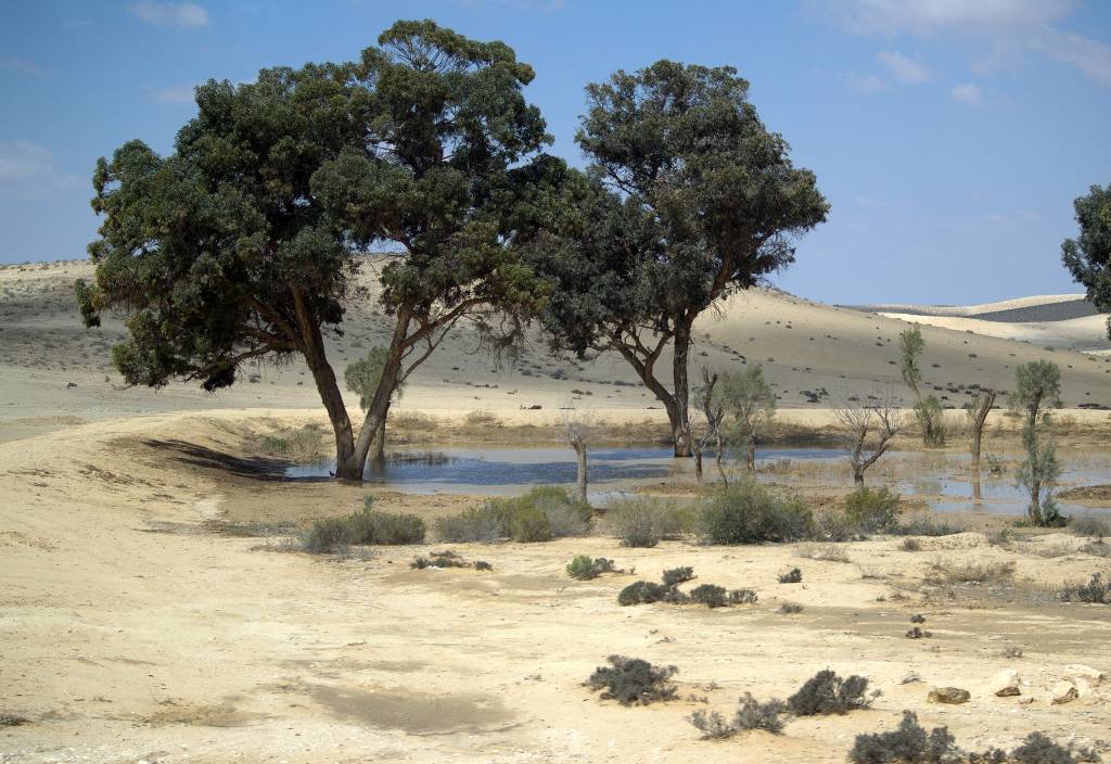 Trees in Negev