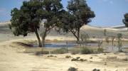 Trees in Negev