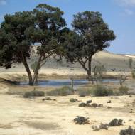 Trees in Negev