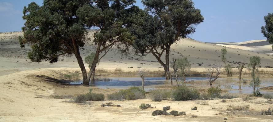 Trees in Negev