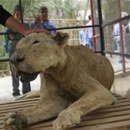 Gaza lion