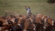 Cowboy in the Golan Heights