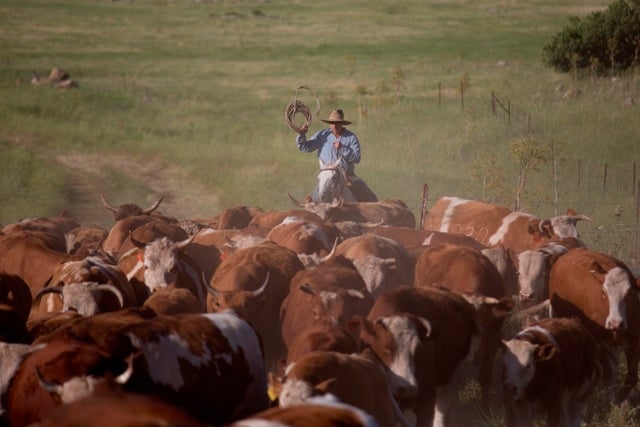 Cowboy in the Golan Heights